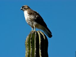 USA_Mexico2006-2007-064